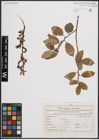 Foto von Salix cinerea L. x Salix nigricans Sm.